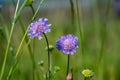 Closeup shot of a beautiful purple pincushion flower on a blurred background Royalty Free Stock Photo