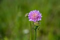 Closeup shot of a beautiful purple pincushion flower on a blurred background Royalty Free Stock Photo