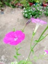 The closeup shot of a Beautiful purple shaded blossom in its plant.