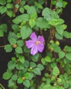 Closeup shot of a beautiful purple tibouchina flower with green leaves