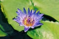 Closeup shot of a beautiful purple water lily flower on a blurred background Royalty Free Stock Photo