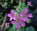 Closeup shot of beautiful purple wild geranium flowers in a garden Royalty Free Stock Photo