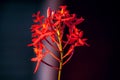 Closeup shot of a beautiful red epidendrum flower on a blurred background