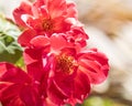 Closeup shot of beautiful red flowers capture in Saint Marks Square, Venice, Italy Royalty Free Stock Photo