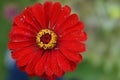 Closeup shot of a beautiful red gerbera flower Royalty Free Stock Photo