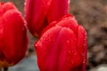 Closeup shot of beautiful red-petaled tulips covered with dewdrops on a blurred background Royalty Free Stock Photo