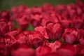 Closeup shot of beautiful red-petaled tulips - the treasures of the garden Royalty Free Stock Photo