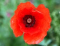 Closeup shot of a beautiful red poppy flower with a blurry green background Royalty Free Stock Photo