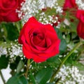 Beautiful Red Rose Rosaceae Rosoideae Rosa Arranged with White Baby`s Breath
