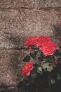 Closeup shot of beautiful red roses growing near the stone wall Royalty Free Stock Photo