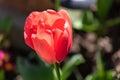 Closeup shot of a beautiful red tulip growing in the garden Royalty Free Stock Photo