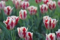 Closeup shot of beautiful red and white tulips growing in the field with blurred background Royalty Free Stock Photo