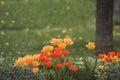 Closeup shot of beautiful red and yellow tulips growing in a garden Royalty Free Stock Photo