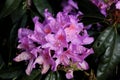 Closeup shot of beautiful Rhododendron flowers blooming in the park Royalty Free Stock Photo