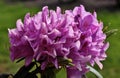 Closeup shot of beautiful Rhododendron flowers blooming in the park Royalty Free Stock Photo