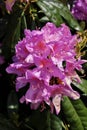 Closeup shot of beautiful Rhododendron flowers blooming in the park Royalty Free Stock Photo