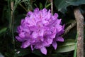 Closeup shot of beautiful Rhododendron flowers blooming in the park Royalty Free Stock Photo