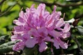 Closeup shot of beautiful Rhododendron flowers blooming in the park Royalty Free Stock Photo