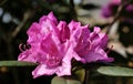 Closeup shot of beautiful Rhododendron flowers blooming in the park Royalty Free Stock Photo