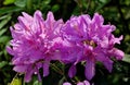 Closeup shot of beautiful Rhododendron flowers blooming in the park Royalty Free Stock Photo