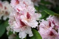 Closeup shot of beautiful rhododendron flowers Royalty Free Stock Photo