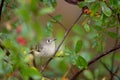 Closeup shot of a beautiful Ruby-crowned kinglet on a tree branch