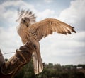 Closeup shot of a beautiful saker falcon Royalty Free Stock Photo