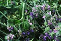 Closeup shot of beautiful Salvia mellifera or Black sage evergreen shrub under bright sunlight