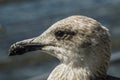 Closeup shot of a beautiful sanderling shorebird with blue background Royalty Free Stock Photo