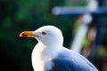 Closeup shot of a beautiful seagull Royalty Free Stock Photo