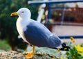 Closeup shot of a beautiful seagull Royalty Free Stock Photo