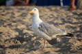 Closeup shot of a beautiful single gull perched on a beach sand surface
