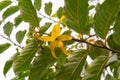 Closeup shot of a beautiful single yellow tropical flower Ylang Ylang Royalty Free Stock Photo