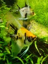 Closeup shot of beautiful small fishes in an aquarium Royalty Free Stock Photo