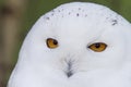 Closeup shot of a beautiful snowy owl looking at the camera Royalty Free Stock Photo