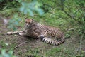 A beautiful South African cheetah lies down in a forest Royalty Free Stock Photo