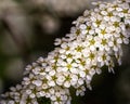 Closeup shot of beautiful spiraea flowers blooming in a garden