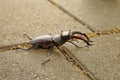 Closeup shot of a beautiful stag beetle in the street