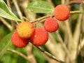 Closeup shot of the beautiful strawberry tree in the garden Royalty Free Stock Photo