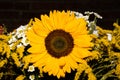 Closeup shot of a beautiful summer bouquet with sunflowers and daisies Royalty Free Stock Photo