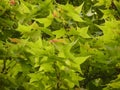 Closeup shot of a beautiful Sweetgum tree