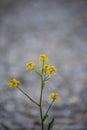 A closeup shot of a beautiful tansy under the sunlight