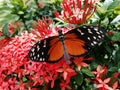 Closeup shot of a beautiful Tithorea Terracina butterfly on garden flowers Royalty Free Stock Photo