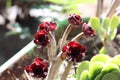 Closeup shot of beautiful tree aeonium buds under the sunlight