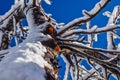 Closeup shot of beautiful tree covered with snow