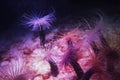 Closeup shot of beautiful Tube anemones underwater