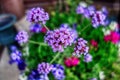 Closeup shot of a beautiful Verbena flower under a blurred background