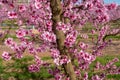 Closeup shot of a beautiful vibrant blooming cherry blossom on a tree in a field Royalty Free Stock Photo