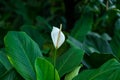 Closeup shot of a beautiful white Anthurium flower with green leaves Royalty Free Stock Photo
