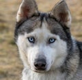 Closeup shot of a beautiful white black siberian husky with light blue eyes Royalty Free Stock Photo